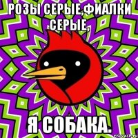 Розы серые,фиалки серые, Я собака.