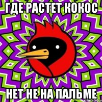 где растет кокос нет не на пальме
