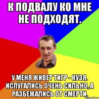 К подвалу ко мне не подходят. У меня живет тигр - Кузя. Испугались очень сильно, а разбежались от смерти.