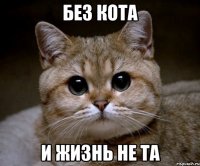 БЕЗ КОТА И ЖИЗНЬ НЕ ТА