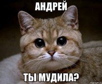 андрей ты мудила?