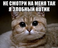 Не смотри на меня так я злобный котик 