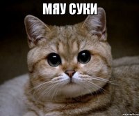 мяу суки 