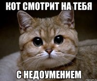 Кот смотрит на тебя с недоумением