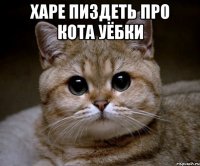 Харе пиздеть про кота уёбки 