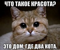 Что такое красота? Это дом, где два кота.