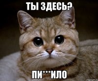 ты здесь? пи***ило