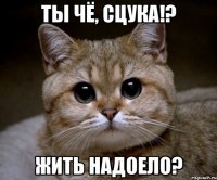 Ты чё, сцука!? Жить надоело?