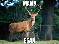 маму ебал