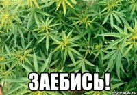  Заебись!