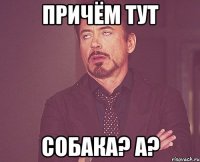 Причём тут собака? а?