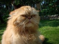 Создать мем agr cat