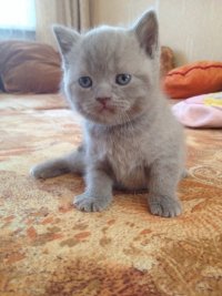 Создать мем фыв