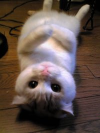 Создать мем Котик