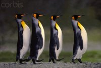 Создать мем    пингвины