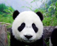Все мемы Sad panda