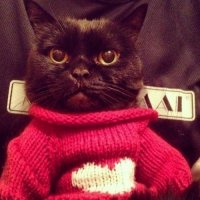 Создать мем смим