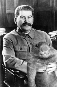 Создать мем stalin