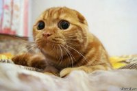 Создать мем вап