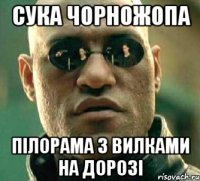 сука чорножопа пілорама з вилками на дорозі