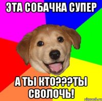 Эта собачка супер А ты кто???ты сволочь!