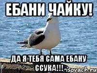 ебани чайку! да я тебя сама ебану ссука!!!