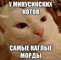 У минусинских котов самые наглые морды