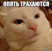 опять трахаются 