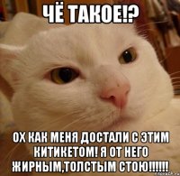 Чё такое!? Ох как меня достали с этим китикетом! Я от него жирным,толстым стою!!!!!!