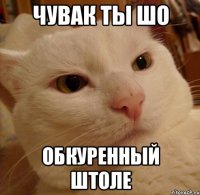 чувак ты шо обкуренный штоле