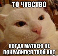 То чувство Когда Матвею не понравился твой кот