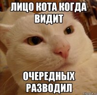 лицо кота когда видит очередных разводил