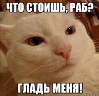 Что стоишь, раб? Гладь меня!