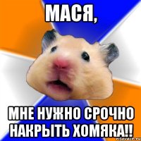 Мася, мне нужно срочно накрыть хомяка!!