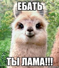 Ебать Ты лама!!!