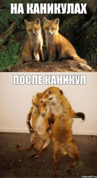 НА КАНИКУЛАХ ПОСЛЕ КАНИКУЛ