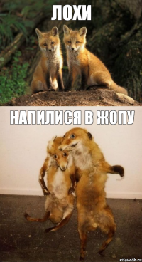 лохи напилися в жопу