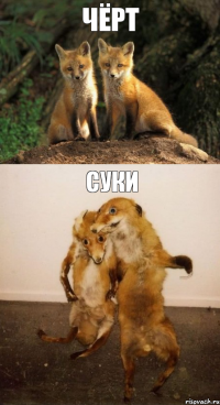 Чёрт Суки