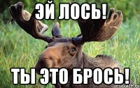 ЭЙ ЛОСЬ! ТЫ ЭТО БРОСЬ!