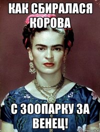 Как сбиралася корова с зоопарку за венец!