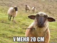  У меня 20 см