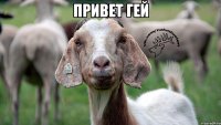 Привет гей 