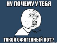 Ну почему у тебя Такой офигенный кот?