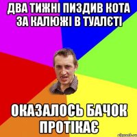 Два тижні пиздив кота за калюжі в туалєті Оказалось бачок протікає