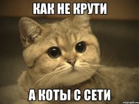 как не крути а коты с сети