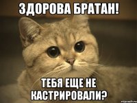 здорова братан! Тебя еще не кастрировали?