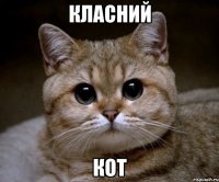 класний кот