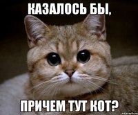 Казалось бы, Причем тут кот?