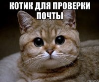 Котик для проверки почты 