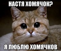 настя хомячок? я люблю хомячков